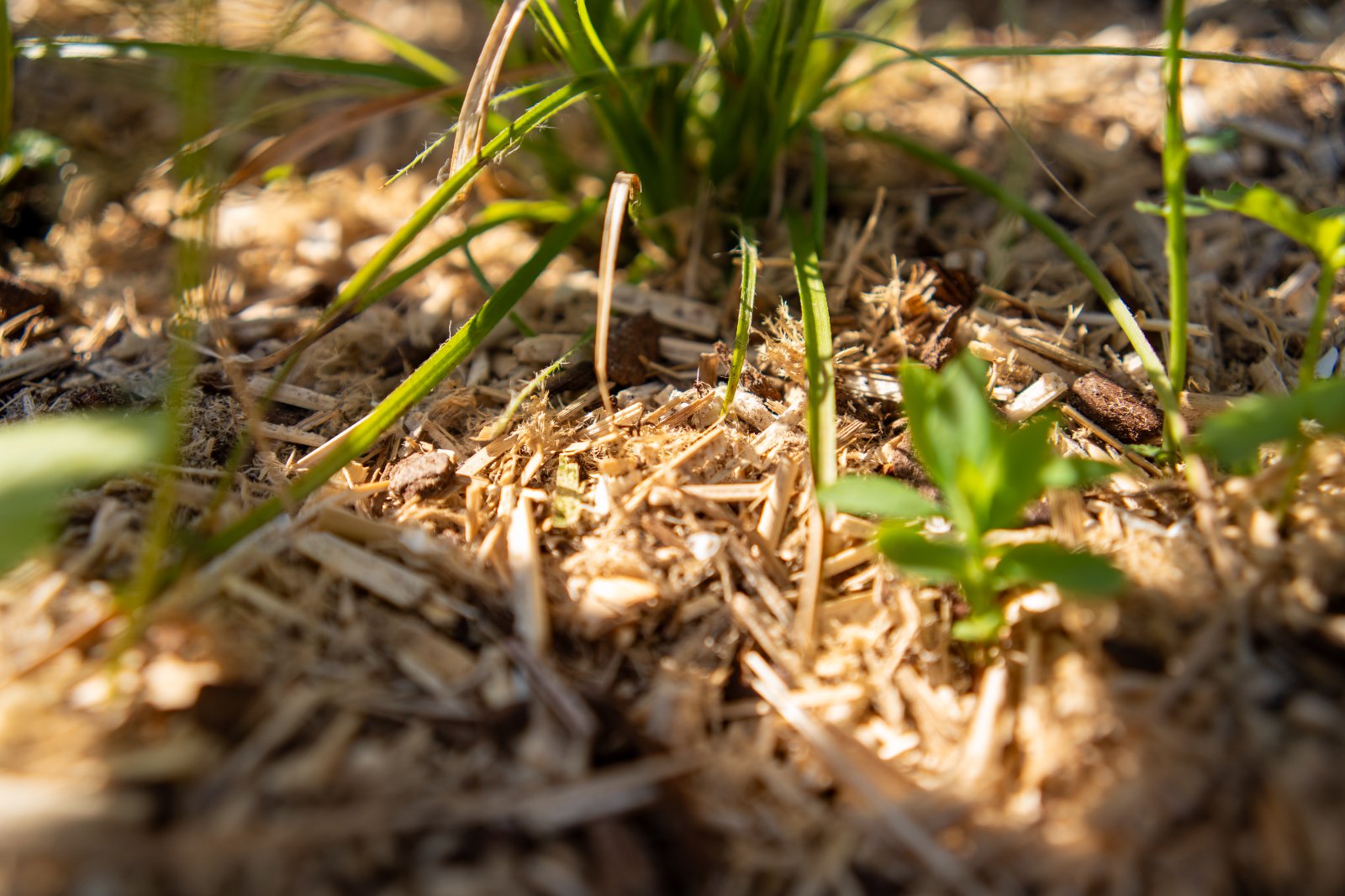 Bio Kultura Miscanthus-mulch Big Bag foto 4