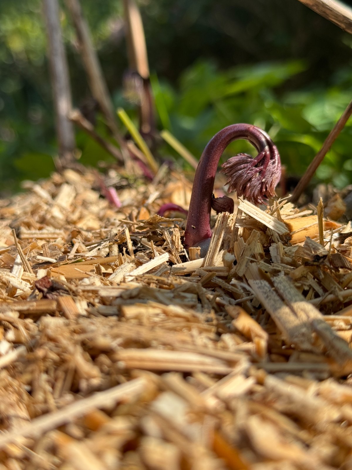 Bio Kultura Miscanthus-mulch Big Bag foto 7