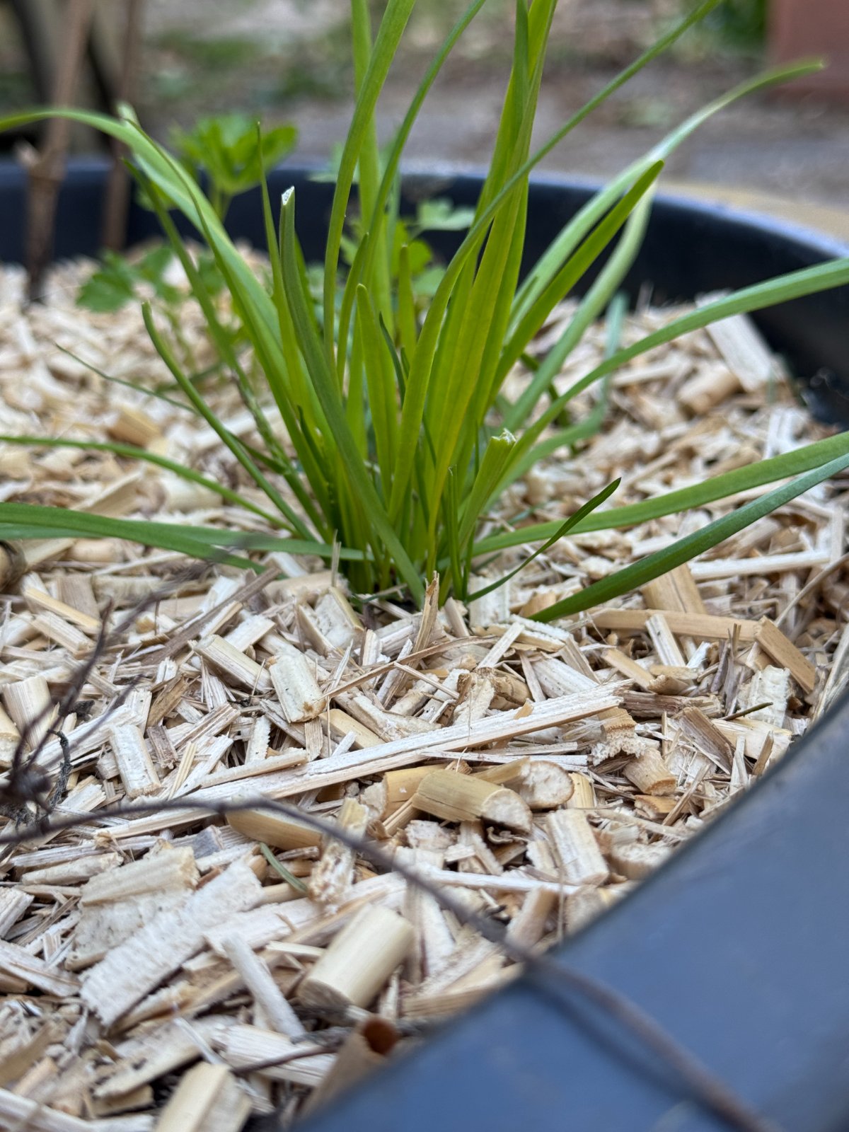 Bio Kultura Miscanthus-mulch Big Bag foto 2